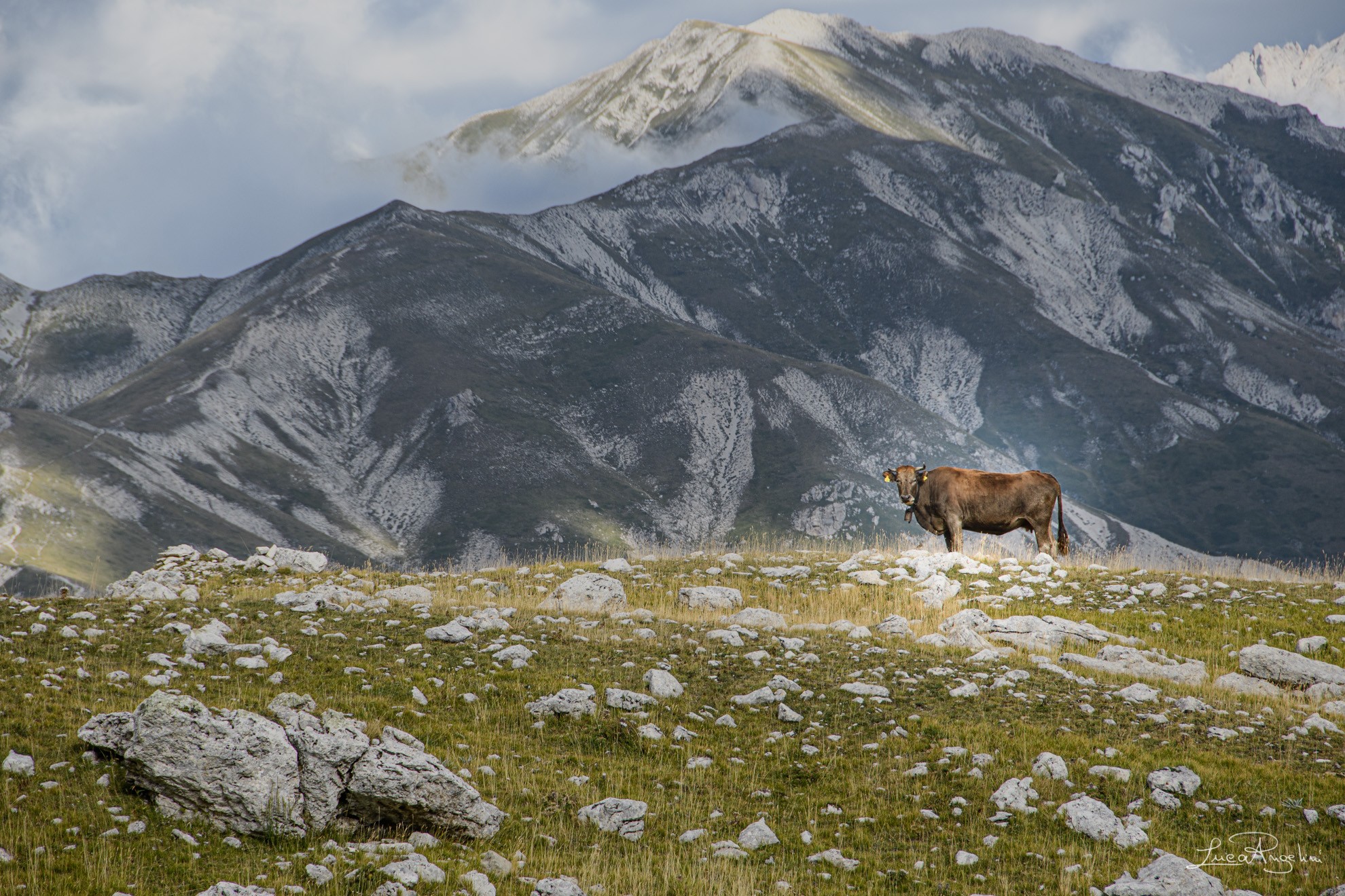 Mucca in montagna