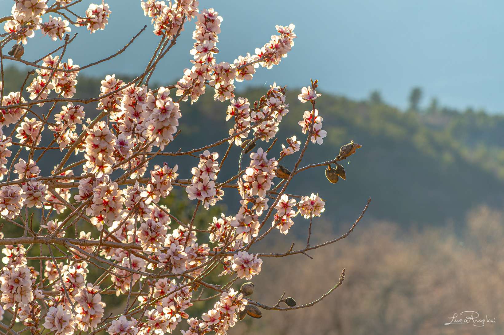 Fiori di pesco