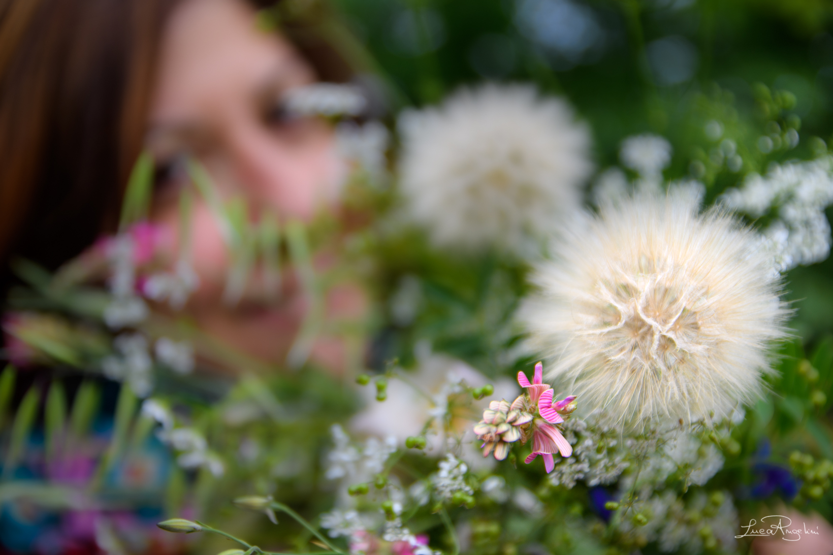 Soffione e fiori di campo